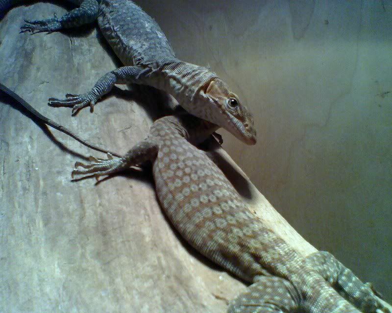 geckosKuroiwae002.jpg