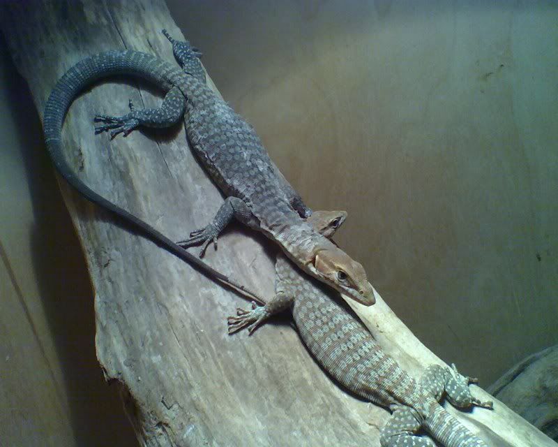 geckosKuroiwae003.jpg
