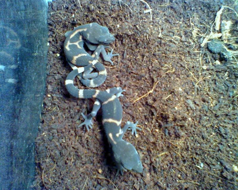 geckosKuroiwae004.jpg