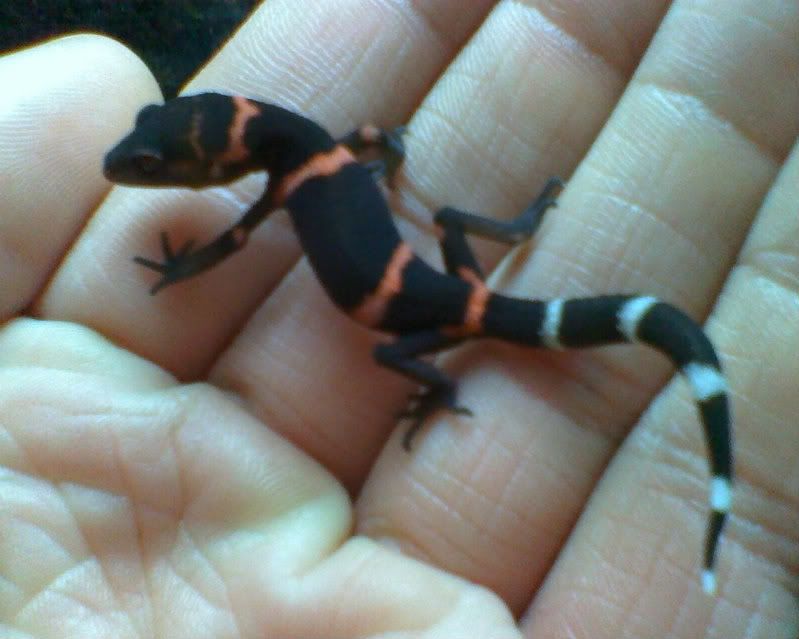 geckosKuroiwae008-1.jpg