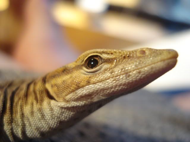 varanusNARBC025.jpg