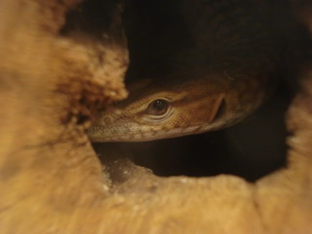 varanusNARBC037.jpg