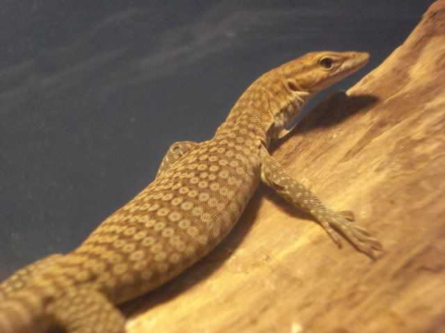 varanusNARBC041.jpg