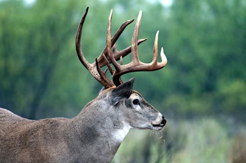 Photobucket Pictures, Images and Photos