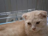 http://i12.photobucket.com/albums/a222/rostgortrans/cats/th_0015.jpg
