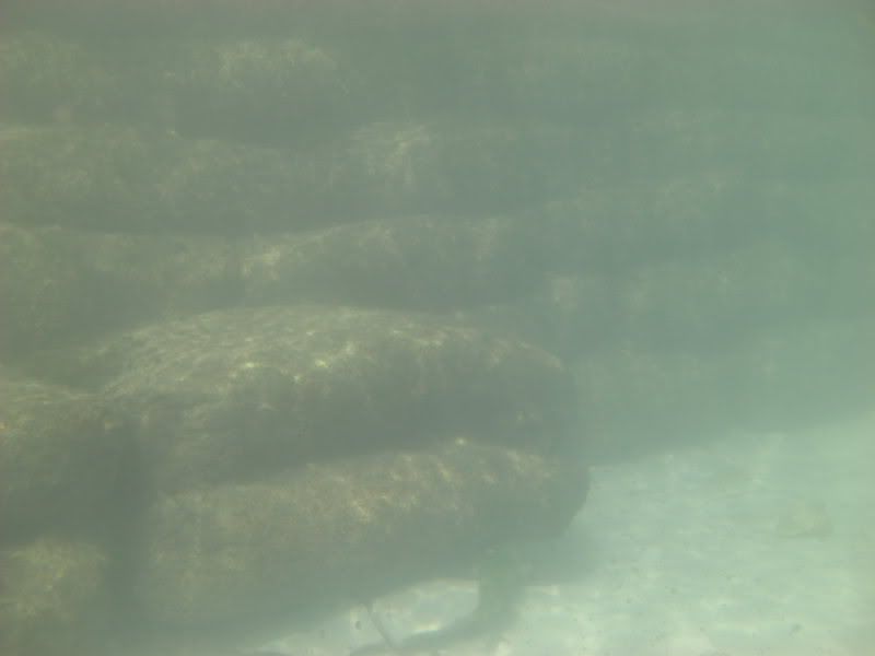 ComalRiverDive_20080413018.jpg