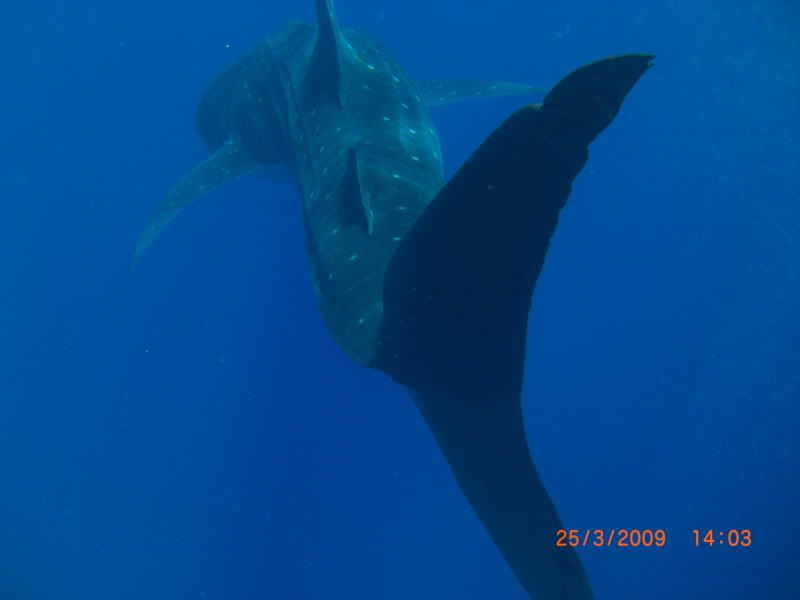 Utila_21032009445.jpg