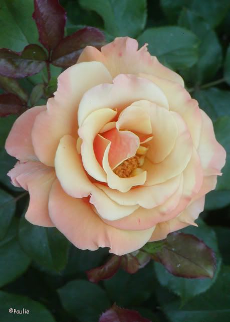 peachy white rose