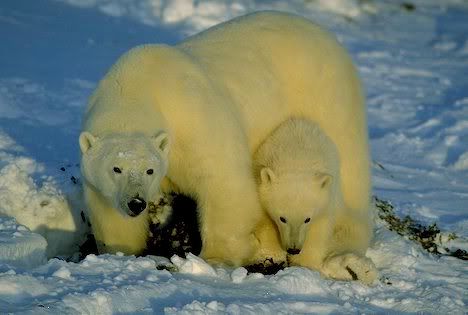 **** Big white fluffy  bear *****