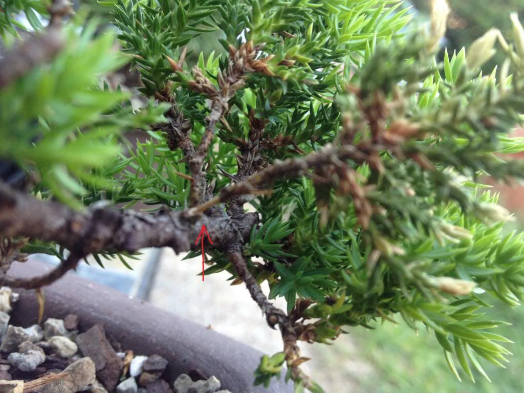 Juniper Bark Falling Off Bonsai Nut