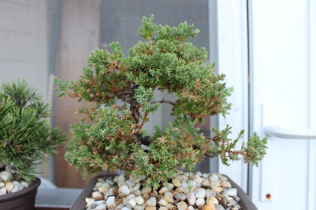 How to get the brown needles off of my Juniper. Bonsai Nut