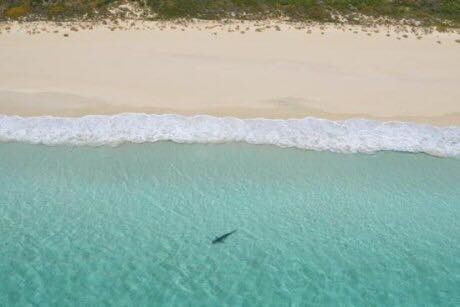 Shark at Gnarabup photo Shark at Gnarabup Beach.jpg