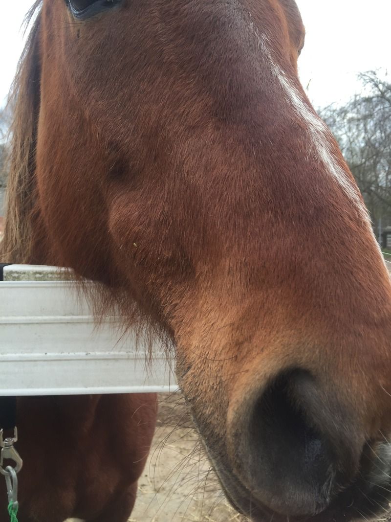 Tooth abscess? The Horse Forum