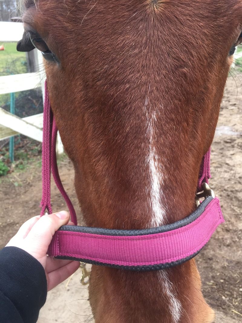 Tooth abscess? The Horse Forum