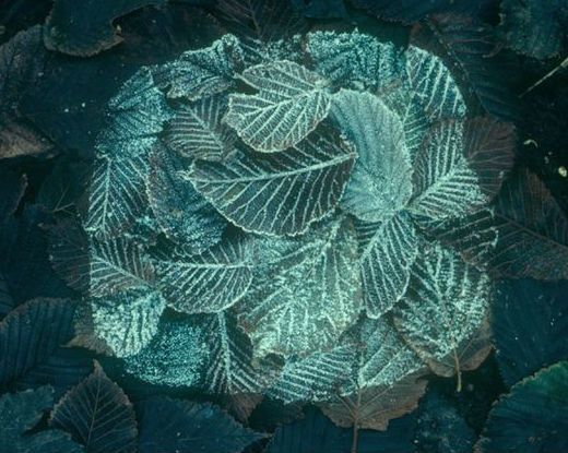 Frost Leaf Patch by Andy Goldsworthy, 1979