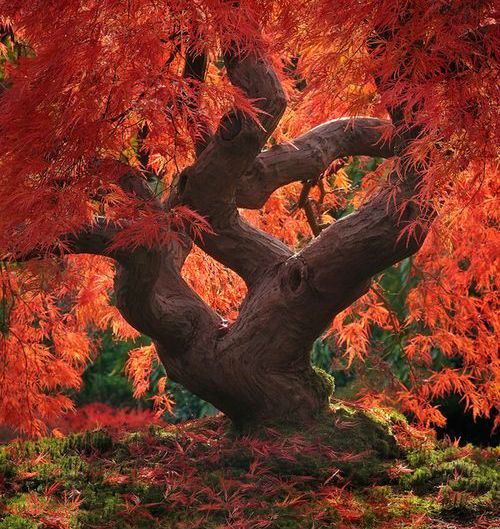 Dragon Tree (120 year old Japanese Maple)