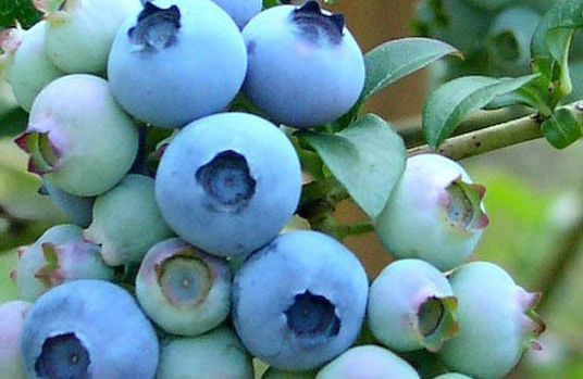 blueberries-2x_zpssthd1ium.jpg