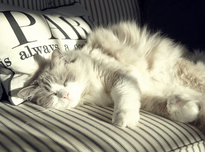 Comfy Ragdoll Cat