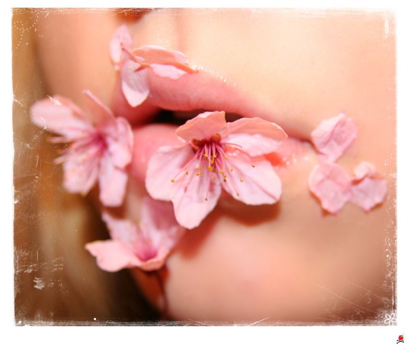 cherry_blossom_kiss____by_pinkmango77_zp