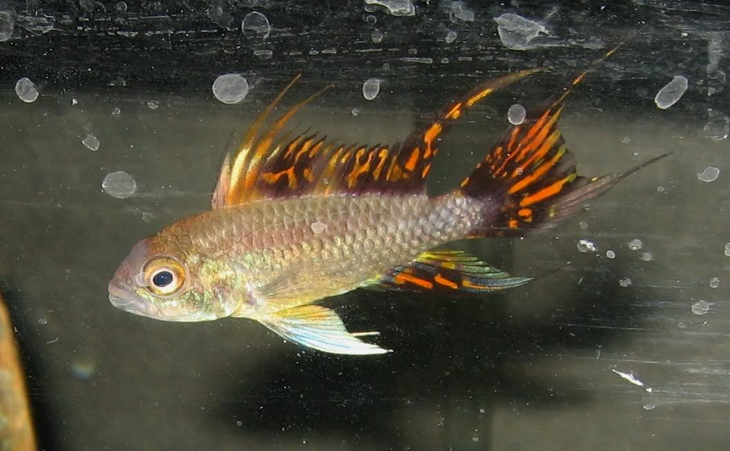 Apistogramma cacatuoides (Triple Red)