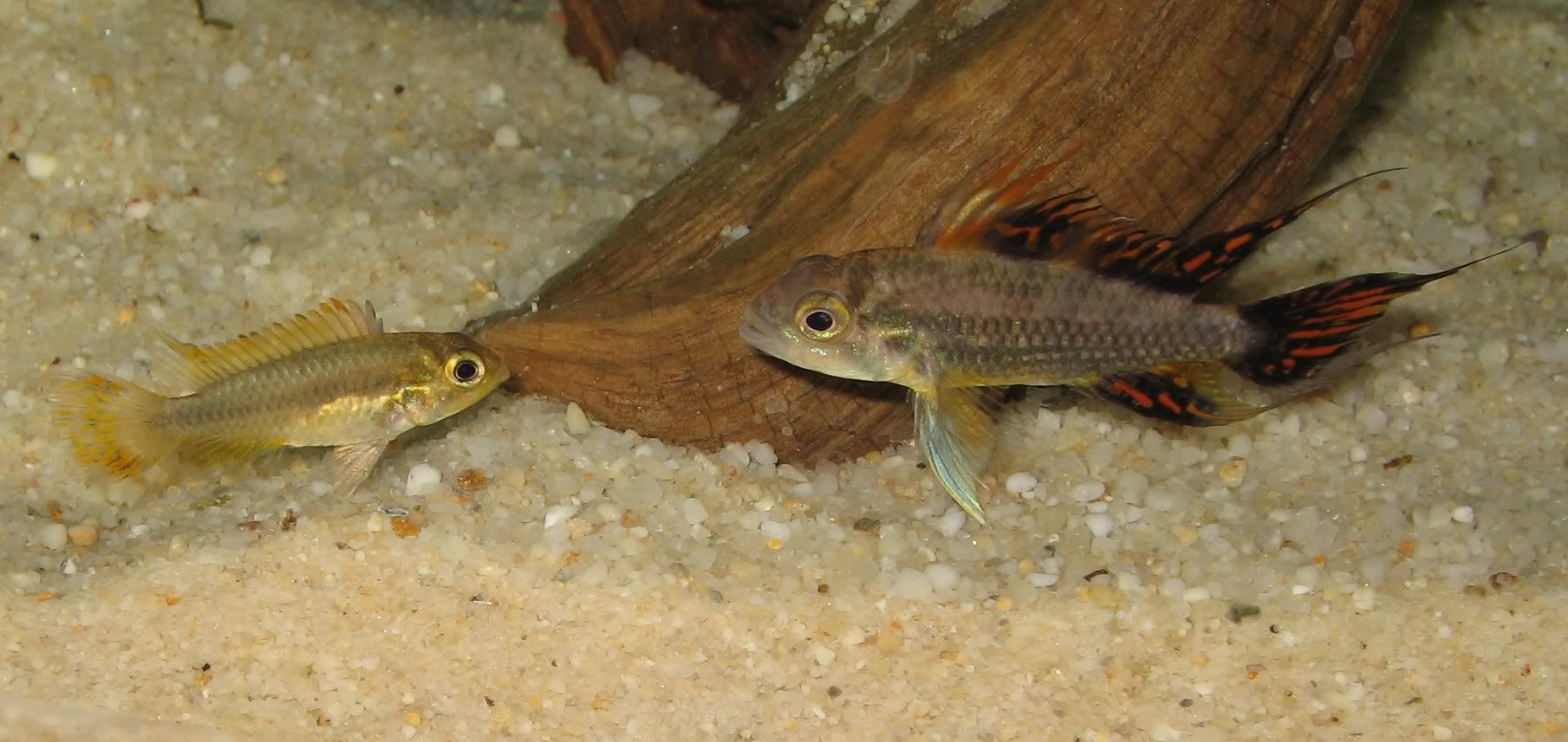 Apistogramma cacatuoides (Triple Red)