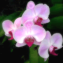 (A?nh hien gio ko hien thi duoc)