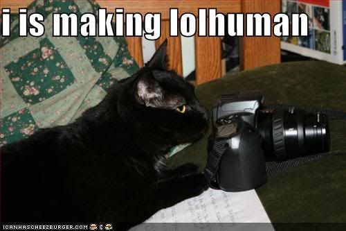 funny-picture-lolhuman-cat.jpg
