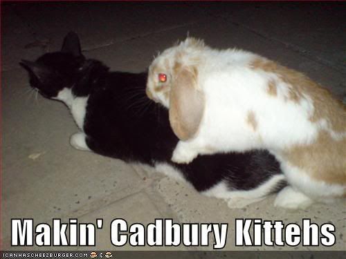 funny-pictures-cadbury-kittens.jpg