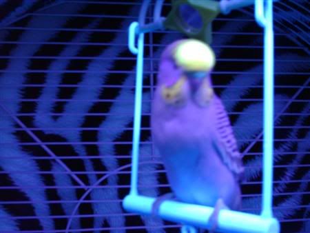 Buster-blacklight017Custom.jpg