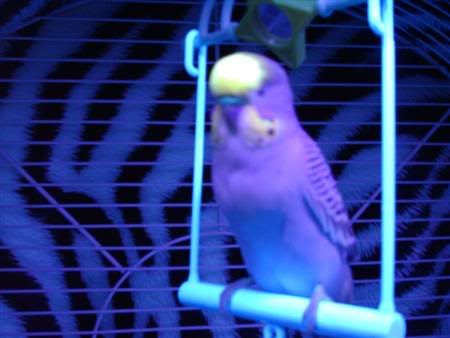 Buster-blacklight018Custom.jpg