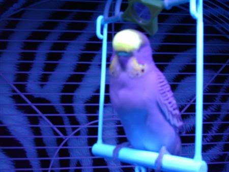Buster-blacklight019Custom.jpg