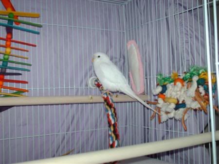 Fez002Custom.jpg
