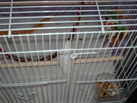 Fez005Custom.jpg