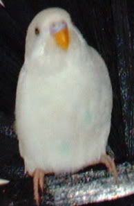 Fez018.jpg