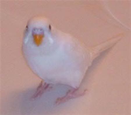 Fez034_editedCustom.jpg