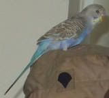 thbirdbird_edited.jpg