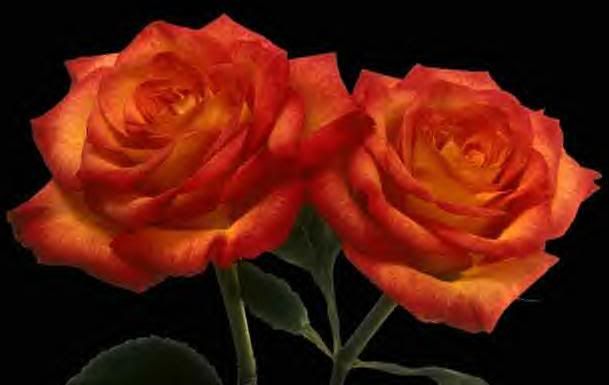 red and yellow roses Pictures, Images and Photos