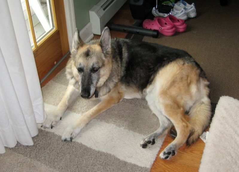 Sheba's new ramp German Shepherds Forum