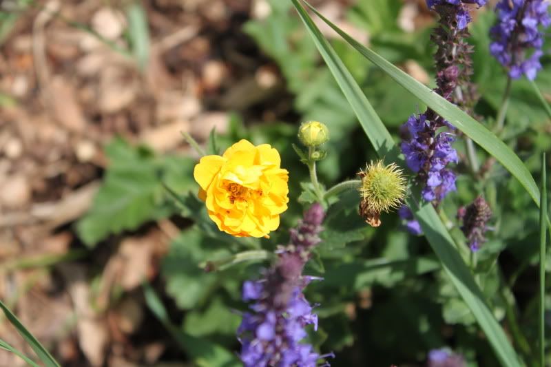 guem lady strathedon