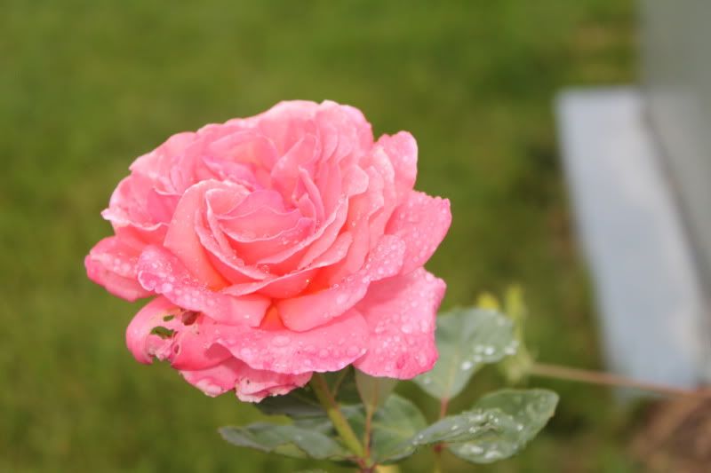 fragrant hour rose