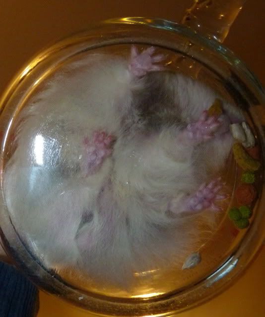 More *graphic* pictures of Furnando. And questions about swollen testicles. Hamster Central