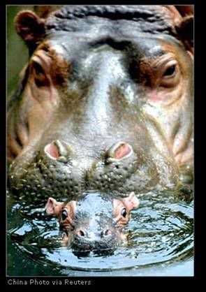 hippos.jpg