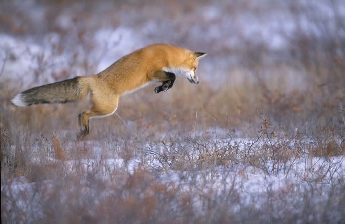 red fox background