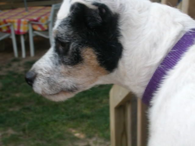 so who has totally worthless (to the homestead) pets? - Homesteading Questions