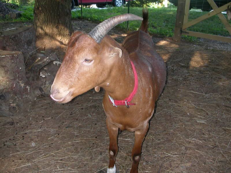 Okay, I want to try this too! - Goats