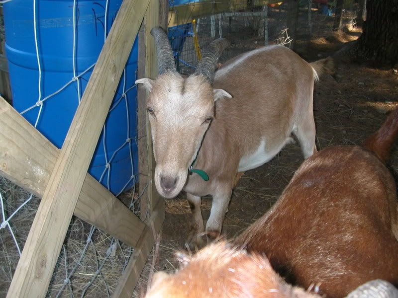 Anyone have LaMancha/Nubian cross? - Goats