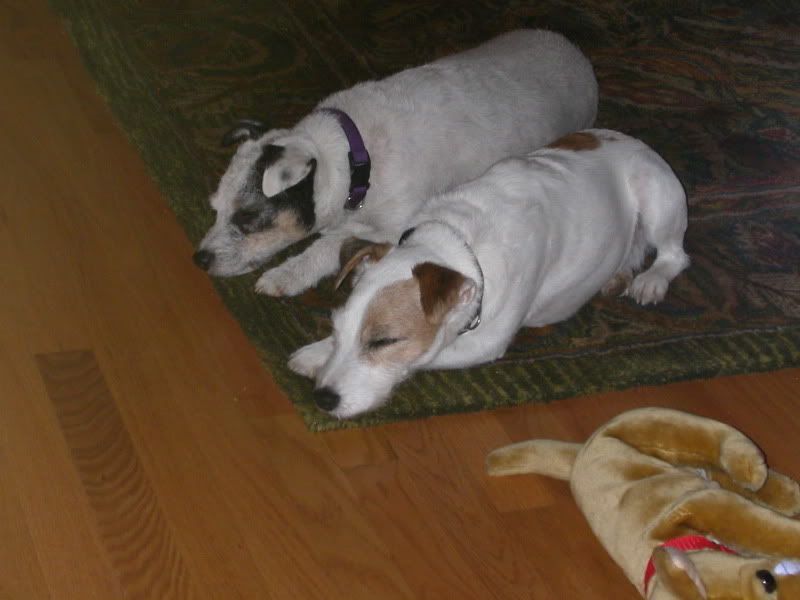 What Kind Of Dog(s) Do You Have? - Homesteading Questions