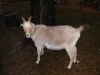 Anyone have LaMancha/Nubian cross? - Goats