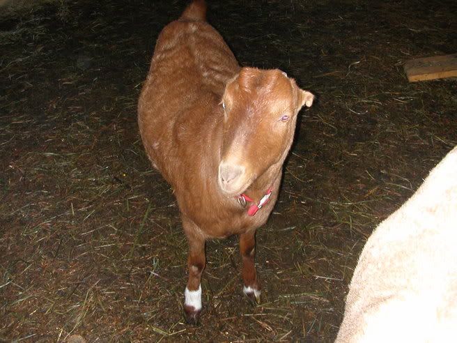 Horn Growing Back - Goats