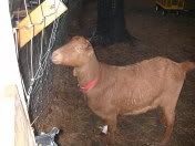 Maybe not quads afterall... - Goats